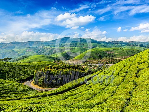 Kerala India travel background - green tea plantations in Munnar, Kerala, India - tourist attraction