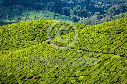 Kerala India travel background - green tea plantations in Munnar, Kerala, India - tourist attraction