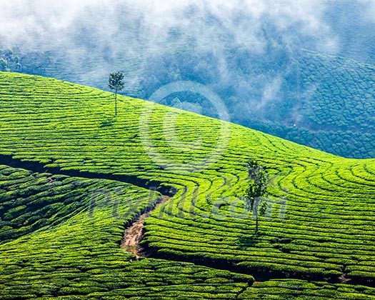 Kerala India travel background - green tea plantations in Munnar, Kerala, India - tourist attraction