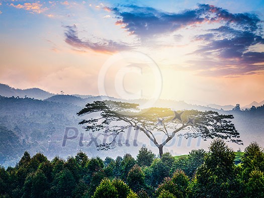 Lonely tree on sunrise in hills. Kerala, India