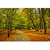 Alley in autumn park with yellow leaves on ground