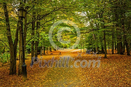 Alley in autumn park with yellow leaves on ground