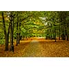 Alley in autumn park with yellow leaves on ground