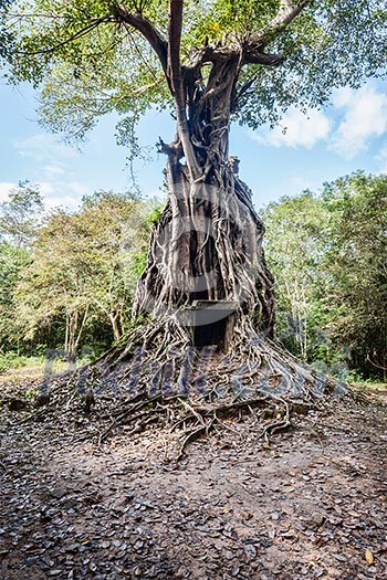 Sambor Prei Kuk Pre-Angkorian temple complex ruins. Kampong Thom, Cambodia Sambor Prei Kuk Pre-Angkorian temple complex ruins. Kampong Thom, Cambodia
