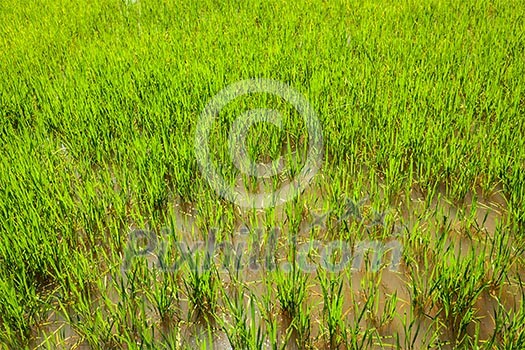 Rice paddy field close up. Cambodia Rice paddy field close up. Cambodia
