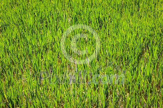 Rice paddy field close up. Cambodia Rice paddy field close up. Cambodia