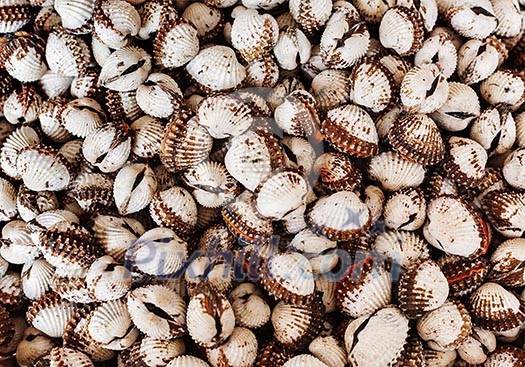 Scallops close up bacgkround texture Scallops close up bacgkround texture