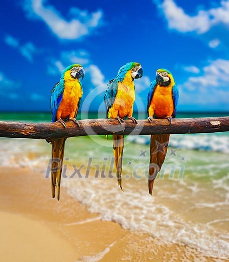 Tropical vacation concept - three parrots Blue-and-Yellow Macaw Ara ararauna also known as the Blue-and-Gold Macaw on tropical beautiful beach and  sea