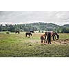 Horses on a pasture