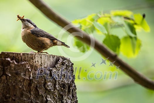 An adult red-breasted nuthatch having lunch