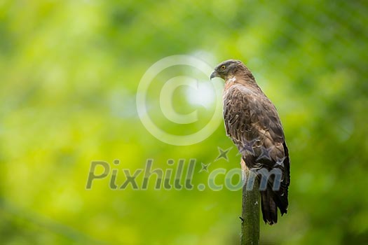 Majestic hawk perching on a dead tree against lush green background Majestic hawk perching on a dead tree against lush green background