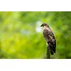 Majestic hawk perching on a dead tree against lush green background