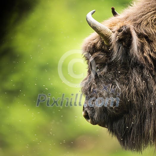 European bison (Bison bonasus) European bison (Bison bonasus)