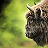 European bison (Bison bonasus)