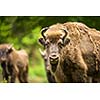 European bison (Bison bonasus)