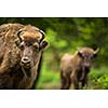 European bison (Bison bonasus)