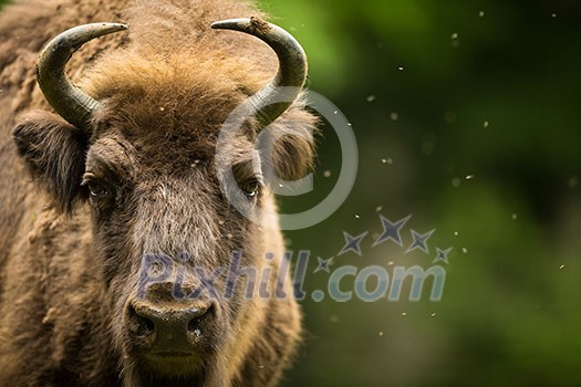 European bison (Bison bonasus) European bison (Bison bonasus)