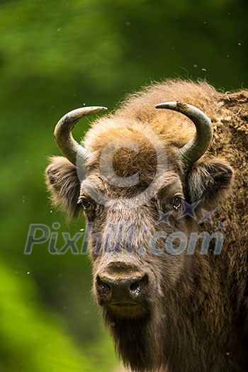 European bison (Bison bonasus) European bison (Bison bonasus)