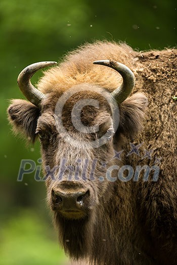 European bison (Bison bonasus) European bison (Bison bonasus)