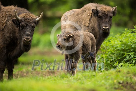 European bison (Bison bonasus) European bison (Bison bonasus)