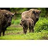 European bison (Bison bonasus)