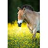 Przewalski horse grazing on a lovely meadow