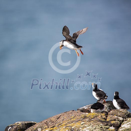 Puffins (Fratercula arctica), Isle of May, Scotland