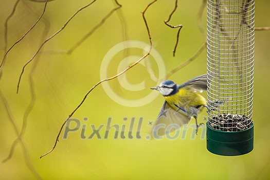 Tiny Blue tit flying away from a feeder in a garden after grasping a sunflower seed with its beak, hungry during winter (lat. Parus caeruleus) Tiny Blue tit flying away from a feeder in a garden after grasping a sunflower seed with its beak, hungry during winter (lat. Parus caeruleus)