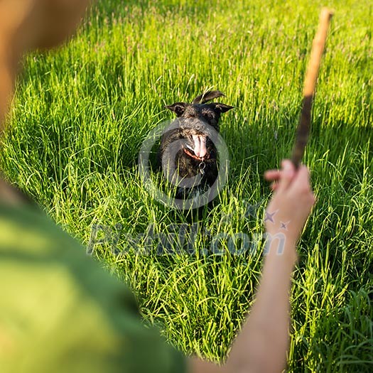 Walking the dog - throwing the stick to fetch to this eager companion Walking the dog - throwing the stick to fetch to this eager companion