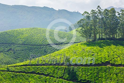 Tea plantations. Munnar, Kerala, India