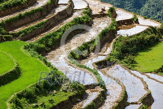 Rice field terraces (rice paddy). Near Cat Cat village, near Sapa, Mui Ne