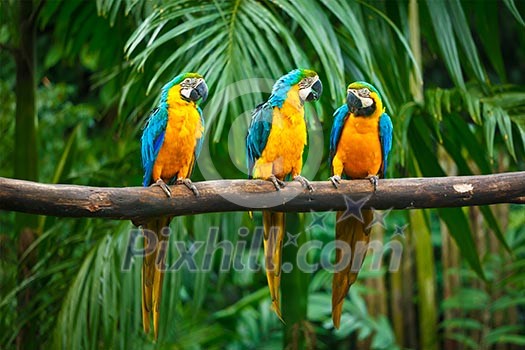 Blue-and-Yellow Macaw (Ara ararauna), also known as the Blue-and-Gold Macaw Blue-and-Yellow Macaw (Ara ararauna), also known as the Blue-and-Gold Macaw