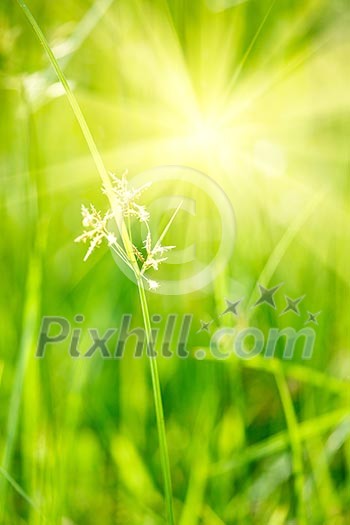 Green grass - very shallow depth of field and sunlight Green grass - very shallow depth of field and sunlight