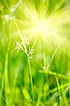 Green grass - very shallow depth of field and sunlight