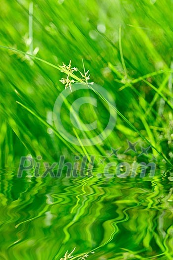 Green grass with reflection