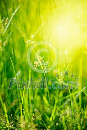 Green grass - very shallow depth of field Green grass - very shallow depth of field