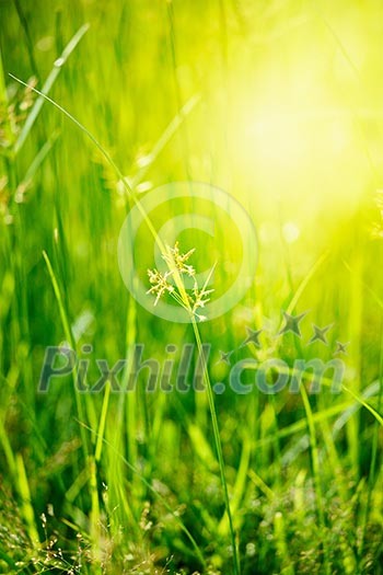 Green grass - very shallow depth of field