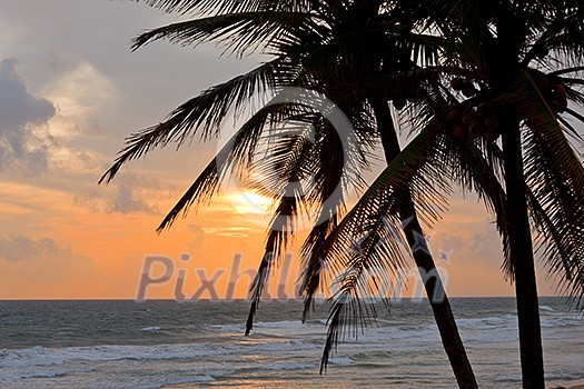 Tropical sunset scene with palms