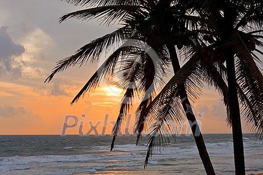 Tropical sunset scene with palms Tropical sunset scene with palms