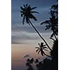 Tropical sunset on beach with palms. Sri Lanka