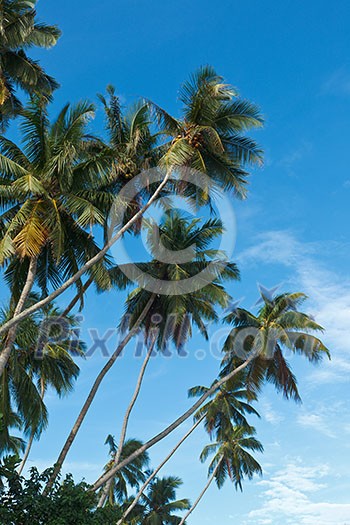 Palms in blue sky. Sri Lanka Palms in blue sky. Sri Lanka