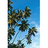 Palms in blue sky. Sri Lanka