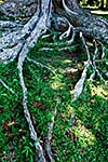 Tropical tree roots. Sri Lanka