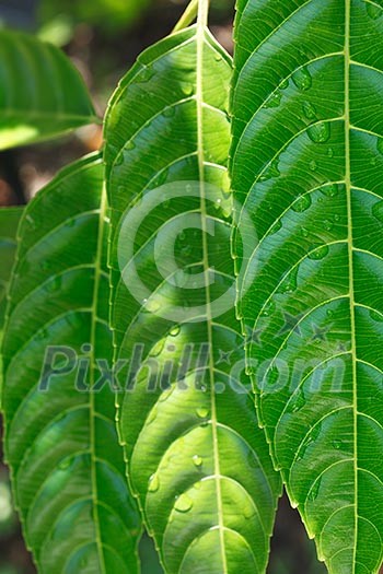 Fresh green leaves with drops of water Fresh green leaves with drops of water