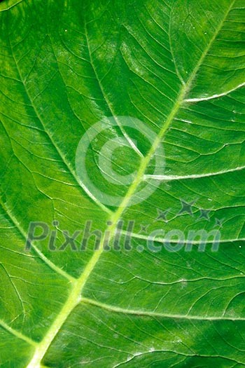 Green leaf close up