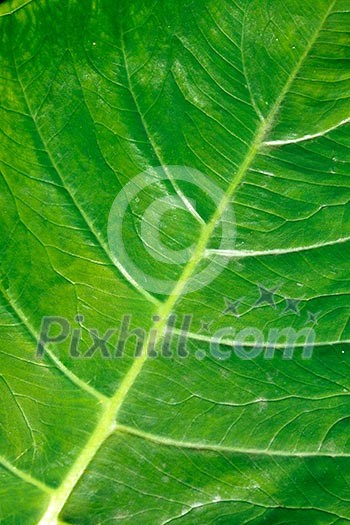 Green leaf close up Green leaf close up