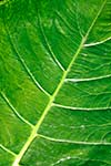 Green leaf close up