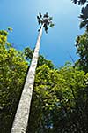 Tall palm in sky. Peradeniya Botanical Gardens. Kandy, Sri Lanka
