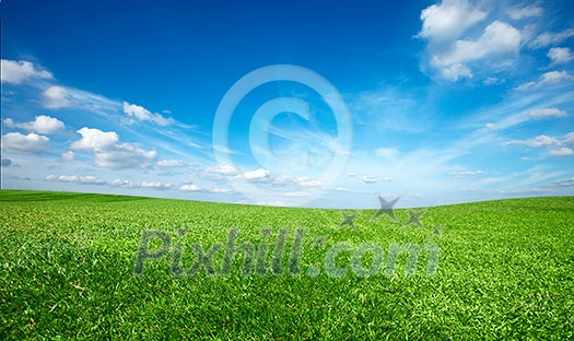 Field of green fresh grass under blue sky