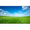 Field of green fresh grass under blue sky